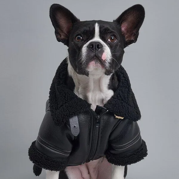 강아지무스탕 최저가세일