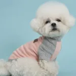 강아지옷 가성비 상품