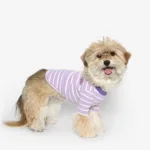 착한가격 맞나요? 더도그페이스 추천 10