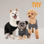 byc강아지 핫딜맞나요??