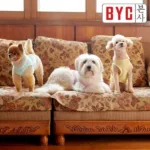 byc강아지 알뜰쇼핑 소식!