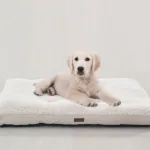 가성비 꿀템 대형견방석 HOT 10