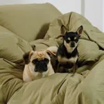 오늘의 핫딜가격 고양이이불  10