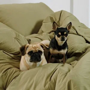 오늘의 핫딜가격 고양이이불  10