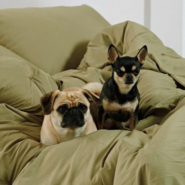 오늘의 핫딜가격 고양이이불  10