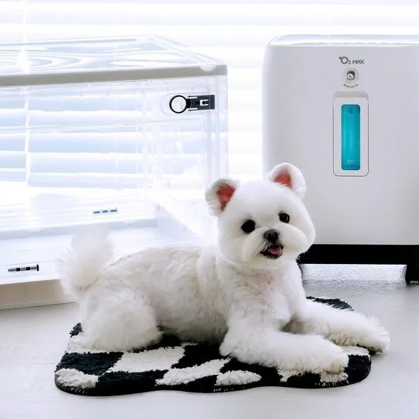 [오투맥스] 강아지 산소방 산소발생기 가정용 고양이산소방 출고 국내 발송 및 A/S