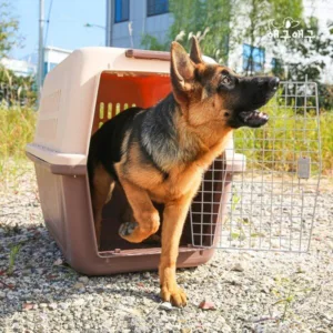 강아지이동장 역대급세일