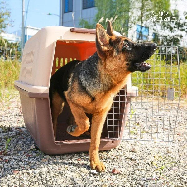 강아지이동장 역대급세일