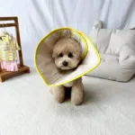 특가 꿀템 고양이넥카라 추천 상품 10