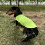 닥스훈트옷 오늘의 할인가격