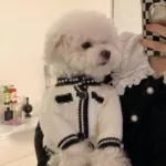 더도그페이스 후기좋은상품