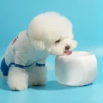 강아지정수기 할인 꿀템