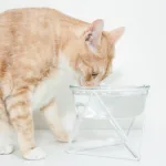 고양이물그릇 완전대박세일