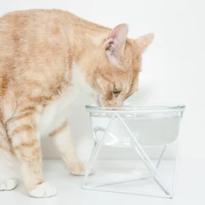 고양이물그릇 완전대박세일