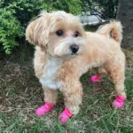 특가아이템 강아지부츠 추천 10