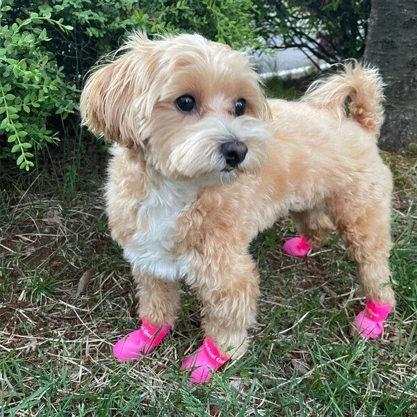 특가아이템 강아지부츠 추천 10 1 강아지 방수 신발 장화 레인부츠 2개세트, 핑크