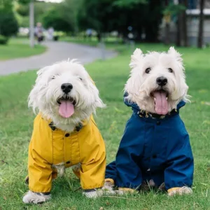 강아지우비 특가아이템