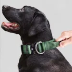 할인 꿀템 대형견목줄 추천 랭킹 10