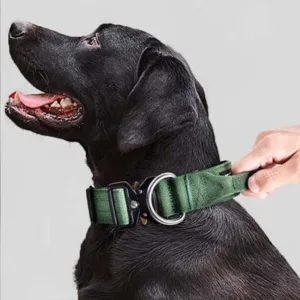 할인 꿀템 대형견목줄 추천 랭킹 10