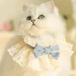 오늘 강아지케이프 제품 TOP 10