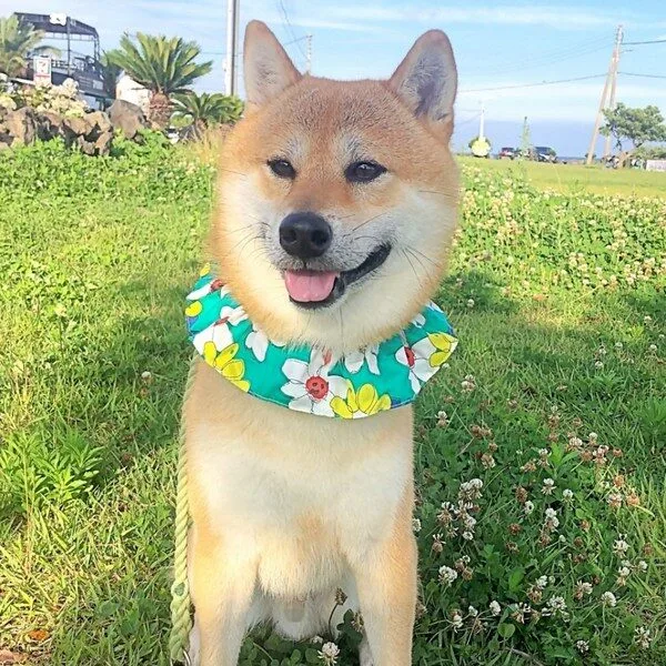 소문난 제품 강아지케이프 HOT 10