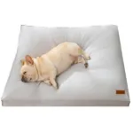 강아지마약방석 인기짱 꿀템