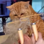 믿고쓰는 제품 고양이털제거기 BEST 10