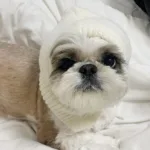 강아지겨울모자 할인