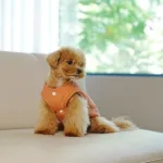 강아지김장조끼 할인 꿀템