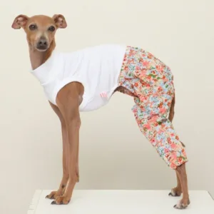 이탈리안그레이하운드옷 핫딜맞나요??