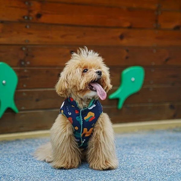 세일정보 강아지겨울패딩 HOT 10