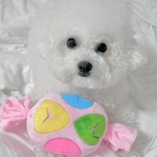 강아지움직이는장난감 특가 꿀템