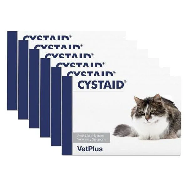 시스테이드 초특가할인